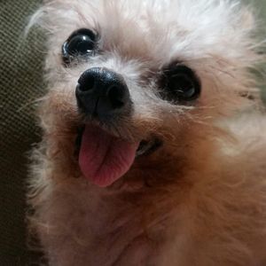 Meet your Posher, Kelley